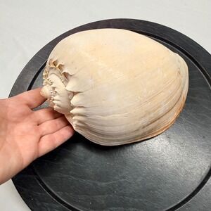 Large Natural Melon Shell Melo Melo 7.75 Inch Peach Interior Coastal Decor